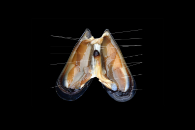 Anatomie d'une Moule (Mytilus galloprovincialis) - vue à légender